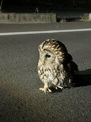 野生のフクロウがいる！