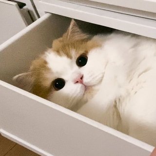 絶対に猫を飼わないといけない法律できたらどんな猫飼う？