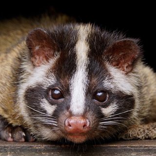 大島奈保美さん