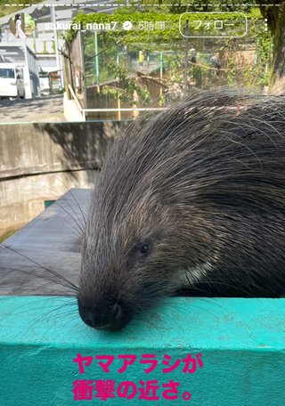 桜井奈々さんって
