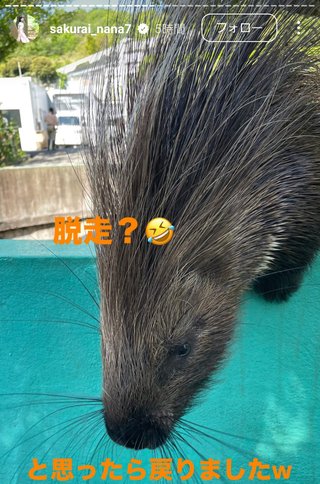 桜井奈々さんって