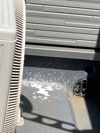 ベランダの隅に鳥のフンがたくさん落ちてた