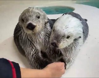 鳥羽水族館ラッコ水槽ライブカメラ