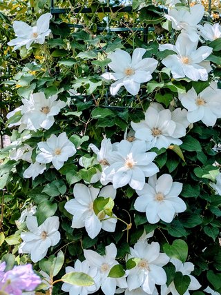 &#x{11:F8E2};なんでもいｰから&#x{11:F8E2};