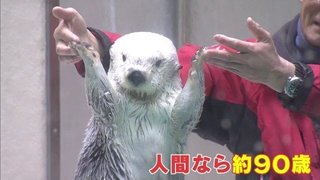 ラッコの「メイちゃん」21歳の誕生日 人間なら約90歳 カニやホタテの特製ケーキにかぶりつく！