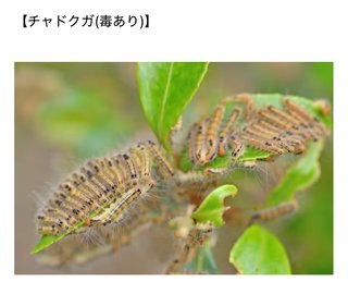 みんな涼しい木陰がいいと思うでしょ