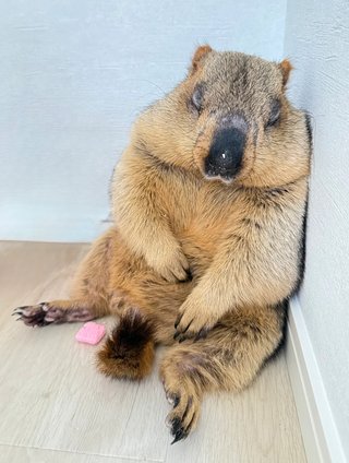 自分の体型を物で例えたらなに？　私は土偶