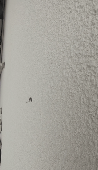これ鳥の糞？？