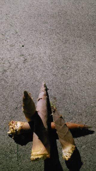 交差点に若竹が生えてた🐼