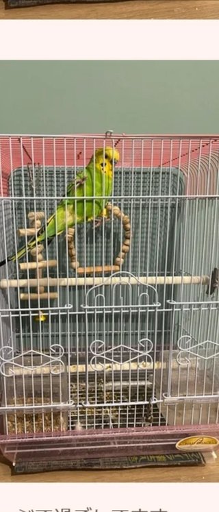 ウコンと支給品と私、時々娘のどすこいな日々