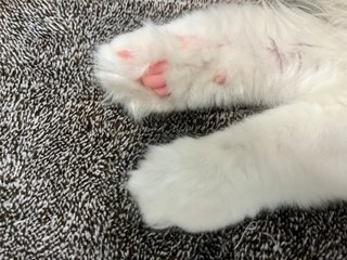 長毛種の猫飼いさん教えて肉球のハミ毛