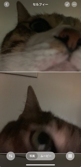 スマホの写真の所にあったセルフィーってところを開いてみた