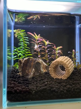 すぐ売り切れる美味しい卵を買いに行くか悩んでいます