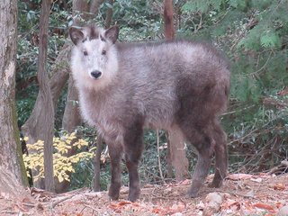 野生のカモシカが見てみたいです。