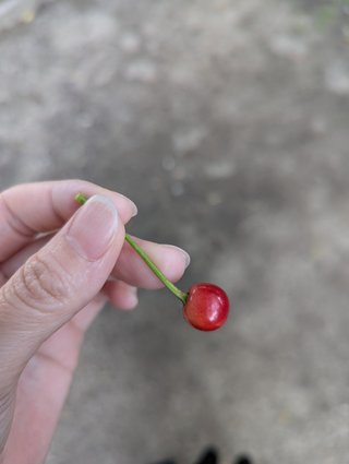 これ何の実かわかりますか？