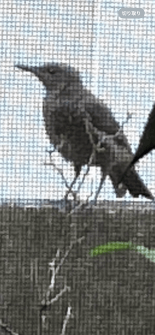 この野鳥の名前わかる人いますか？