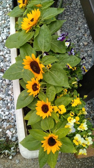 🍅〈ガーデニング🍀家庭菜園〉総合🌻