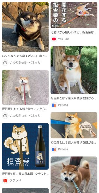 今日初めて拒否柴を見た