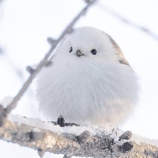 こいつがベランダに来て逃げなかったらどうする？