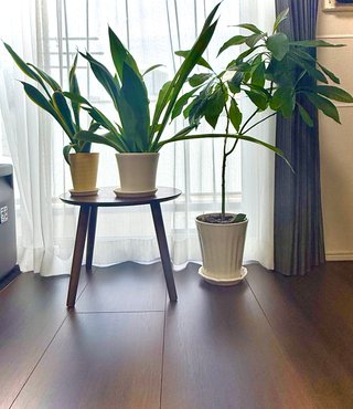 観葉植物好きな方。サンスベリア