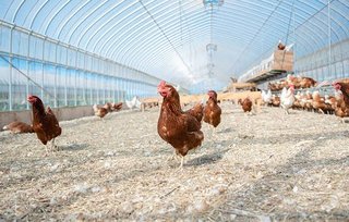 備蓄米放出の影響で鶏の飼料が入手困難に…卵の価格が高騰の兆し