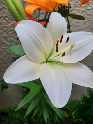 海老蔵スレか落ち着いて