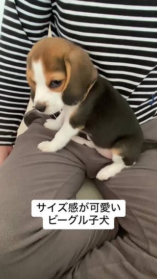 ビーグルかわいい