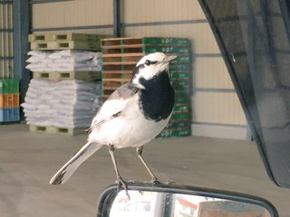 朝、見たことのない鳥が車に止まっていたのですが新種でしょうか？
