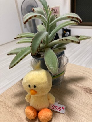 可愛く見えてくる❣️ラブリーでしょ？皆見て❣️