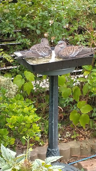 🍅〈ガーデニング🍀家庭菜園〉総合🌻