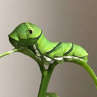 アゲハ蝶の幼虫って可愛いよね？