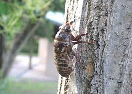 セミの幼虫｢採取禁止｣の張り紙　都内の公園､食用目的で乱獲か　中国語でも注意喚起