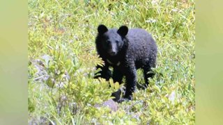 洗濯物を干そうと家の外に出た80代女性、ツキノワグマに襲われる
