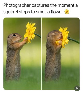 花の匂いを嗅ぐリスが激写される