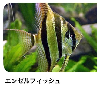 4人家族。４つドーナツ買ってきて「食べていいよ」って言ったら