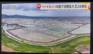 中国の鰻の養殖場