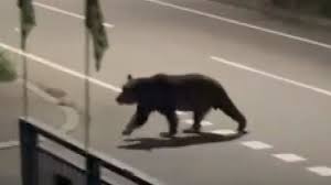 熊に食べられた新聞配達員､4日前から付け狙われていた　母親に｢ナイフ持って行った方がいいかな？｣