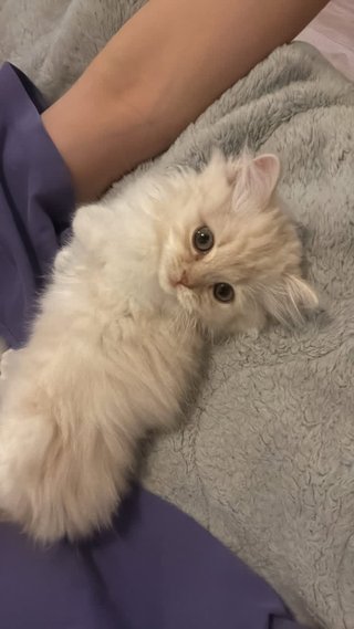 この猫って、なんていう猫の種類ですか？