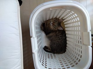 可愛い？