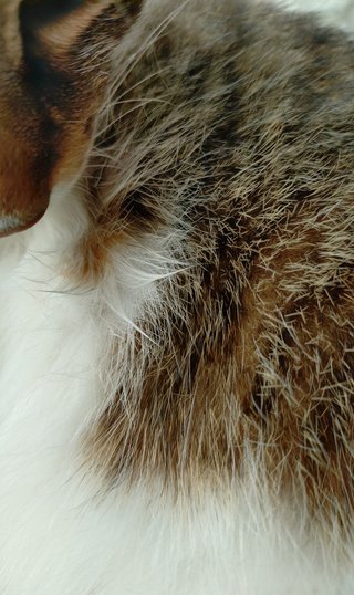 うちの猫毛づくろいが下手なんだけど