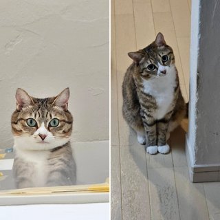 うちの猫が可愛すぎる　助けてｗ