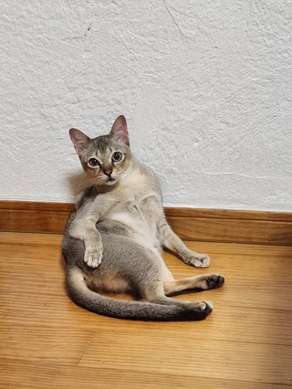 うちの猫が可愛すぎる　助けてｗ