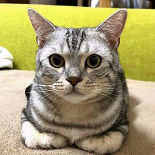 猫がおててナイナイして見せてくれない