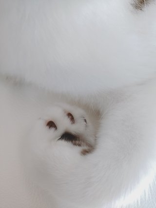 猫がおててナイナイして見せてくれない