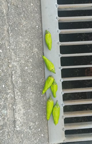 太陽の光だけで獅子唐こんがり焼けるかチャレンジ☀️