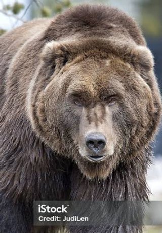 ライオンとくま