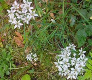 白い花の名前わかる方