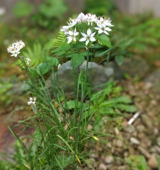 白い花の名前わかる方