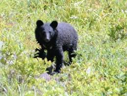 帰宅中の男子高校生がクマに襲われ負傷…近くの民家に逃げ込み病院搬送される【岐阜県】