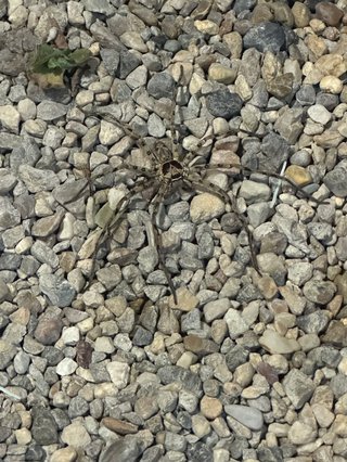 怖い！巨大なクモ。どうすればいい？